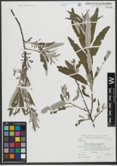 Foto von Salix triandra L. x Salix viminalis L.